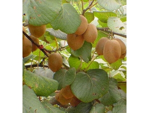 �Ŷ����� �ߴ�ˮ�������Ŷ�����