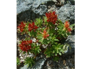 �쾰��ĳԷ� �쾰������ݹ�Ч