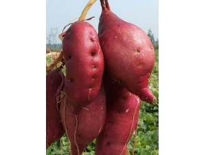 ��ʲô���� 6�����׻���ʳ���Ƽ�