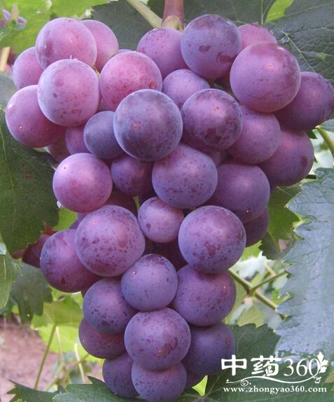 肾结石不能吃什么,肾结石患者的饮食禁忌