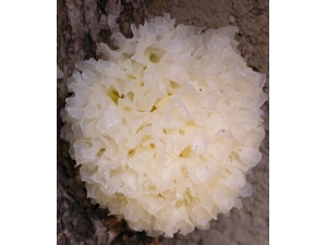 ��ҽ�������� ��ҽ��������ƫ��