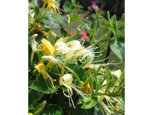 金银花的功效 金银花的食疗作用及美容功效