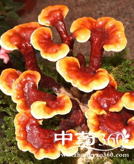 <a href='https://m.zhongyao360.com/z/lingzhi/'>֥</a>ĹЧ,֥ŮԸۺ֢