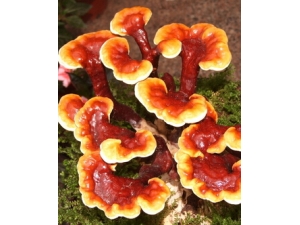 ��֥�Ĺ�Ч������ ��֥����Ů�Ը������ۺ�֢