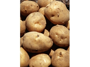 �����Ĺ�Ч������ ��������Ů����������