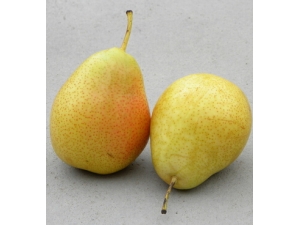 巢׳ʲô 巢׳ʲôˮã