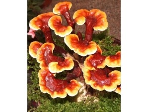 �������� ���Զ�������ȫ����