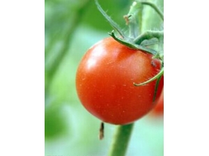 ��ʲô��˥�� �����ഺ��פ�Ŀ�˥ʳ��