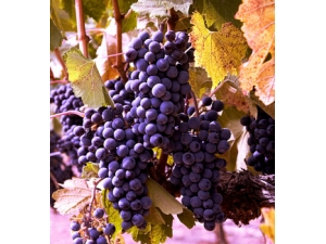 �峦�Ŷ����� �峦�Ŷ��ļ���ˮ��