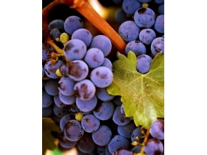 ������ʳ ������֪��5�󱣽���ʶ