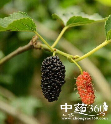 ͷƤмʲôԭ,7ȥͷмƫ