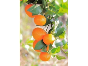 �����ʲôˮ���� �ļ���������ˮ����ȫ