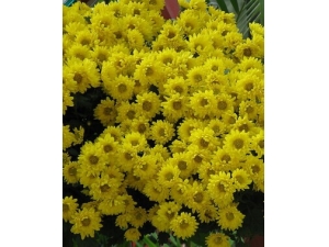 �＾���� Ů������Ӧ�ó�ʲô��