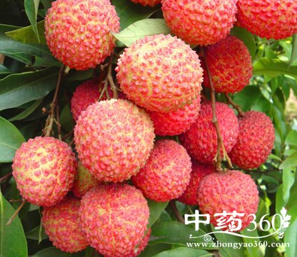 男性保健,9种水果治疗男人私处病