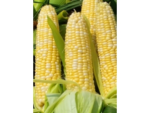 ���׵�Ӫ����ֵ �������β�����