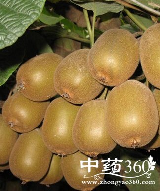 女性养生保健,预防乳腺癌的5大水果