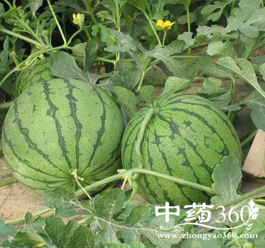 ţƤѢô,ţƤѢܳԵˮЩ