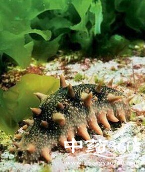 秋季养生,秋天宜收天凉男人好进补