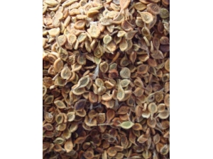 ������ ���������ɾƵ�����