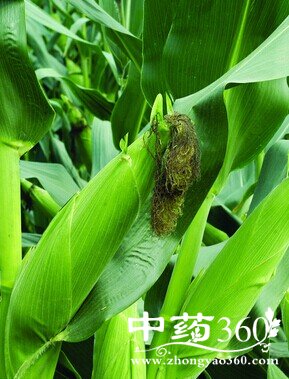 ������ʳ,���˶�����ʳ��ע������