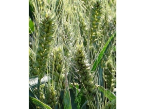 ������ʳ ���Խ�����ʳС��ʶ