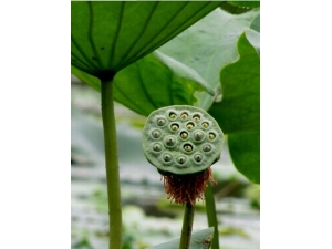 ��ʲô�������� �������ļ��ġ���ѩ������