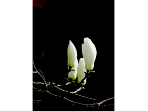 ��ʲô��˥�� Ů�Կ�˥�����ر�����