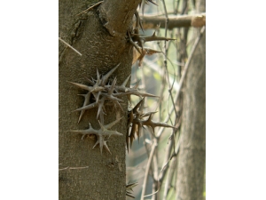 �����Ա�����ô�� �������ƹ����Ա���