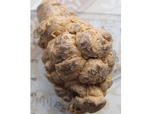 ���ߵĹ�Ч������ �����ݾƵ��䷽���÷�