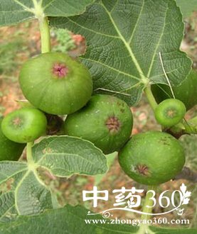 白露养生,秋季10大食物助你瘦身清热