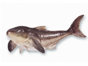 �������Ӫ����ֵ����Ч