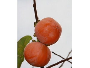 Ƥ��������ô�� 9��ˮ����������Ƥ��ˮ����