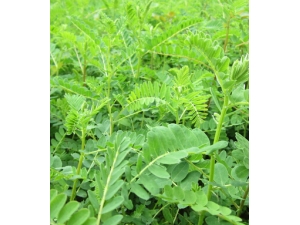 ���εĹ�Ч������ ���ε�ʳ�÷���