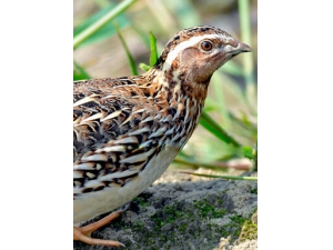 ������ʳ�� �̵����˲�������õ�6����