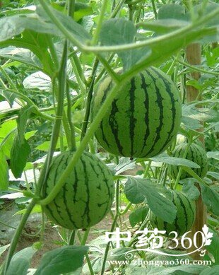 口腔溃疡怎么办,治疗溃疡的食疗方