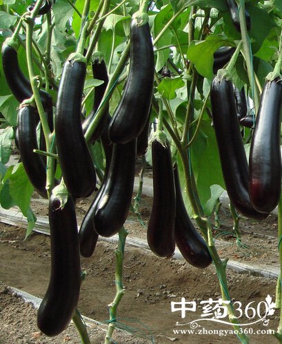 ʲôȥ,ļ<a href='https://www.zhongyao360.com/z/lianzi/' target='_blank'></a>ȥ