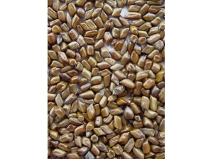 ��������ͷ �����ӵĹ�Ч����ֳԷ�