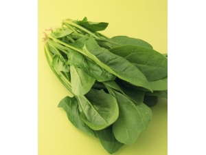 �＾���� �＾��ʳ��������������