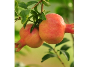 ���ݻ���С���� ��ˮ��ʹ��ļ����۰���Ͼ