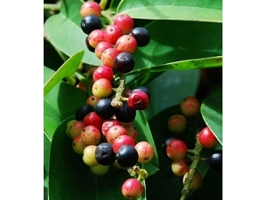 ��ҽ�������� С������֢��ҽƫ��