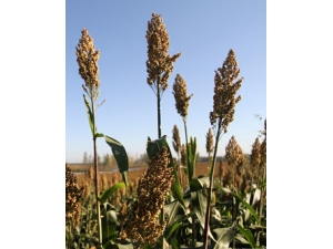 �����ڳ�ʲô�� Ů�Ը�����֢״��ʲô��