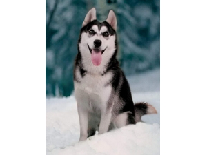 ���γ� ���г�����и���Ī����Ԥ�����ﲡ