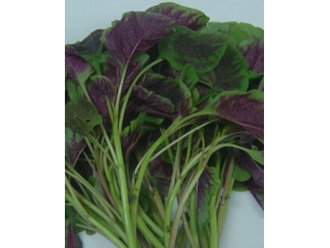 �ļ����� Ҫ˳Ӧ���ڳ�ʱ��Ӫ��ˮ��