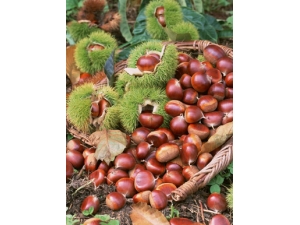 �＾����ʳ�� �ﶬ���׶�����������ʳ��