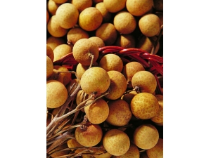 �и��ܳԹ�Բ�� ׼���費�˳Թ�Բ��������