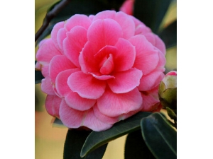 �ѷ���ô�� 16����ҩ��������������