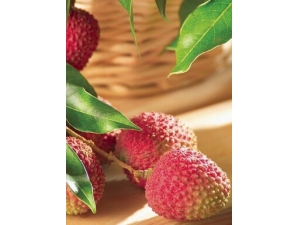 �Ŷ�ʳ�� �����Ŷ��ر���5��ʳ��