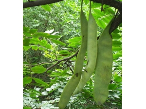 ��ͷƤм��ô�� ��ҽƫ����������ȥͷм