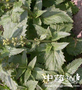 ļΪҽ֤ ļ¸֢״ҽҩ