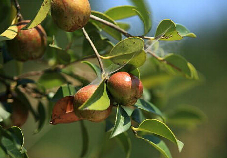 茶油的功效与作用